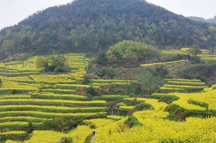 金华浦江油菜花梯田在哪里 金华浦江油菜花梯田在哪里