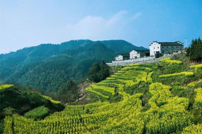 金华浦江油菜花梯田在哪里 金华浦江油菜花梯田在哪里