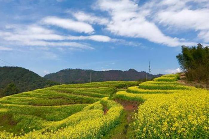 金华浦江油菜花梯田在哪里 金华浦江油菜花梯田在哪里