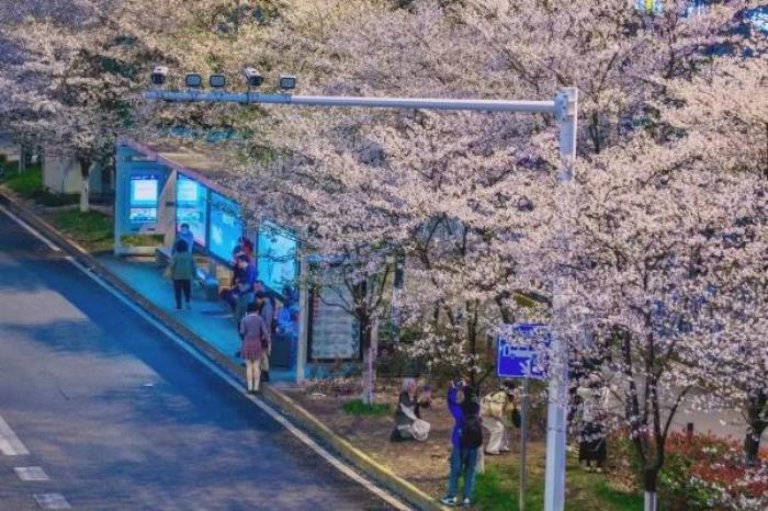 武汉最美樱花公交站在哪里 武汉最美樱花公交站在哪里