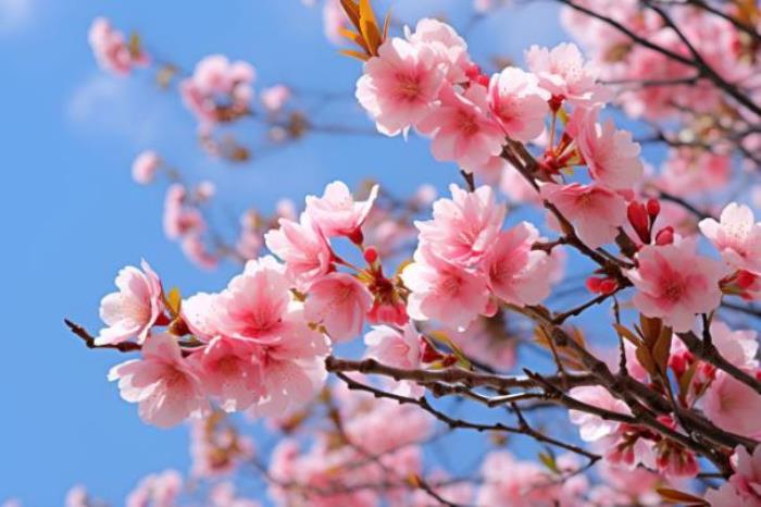 武汉最美樱花公交站在哪里 武汉最美樱花公交站在哪里