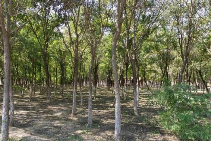 天津踏青去什么地点最合适 天津踏青去什么地点最合适