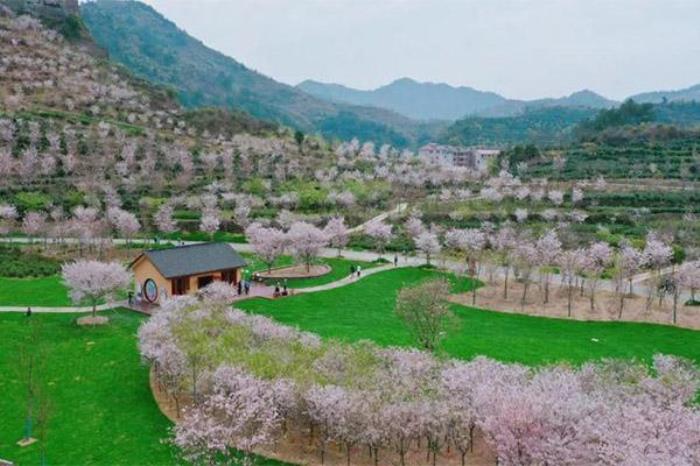 磐安樱花园在哪里 磐安樱花园在哪里