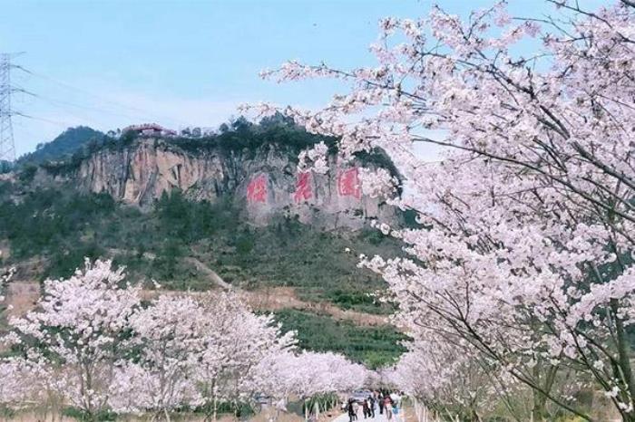 磐安樱花园在哪里 磐安樱花园在哪里
