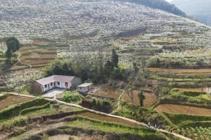 广安有哪些看李花地方推荐 广安有哪些看李花地方推荐