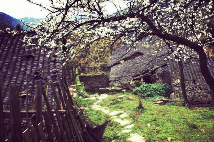 广安有哪些看李花地方推荐 广安有哪些看李花地方推荐