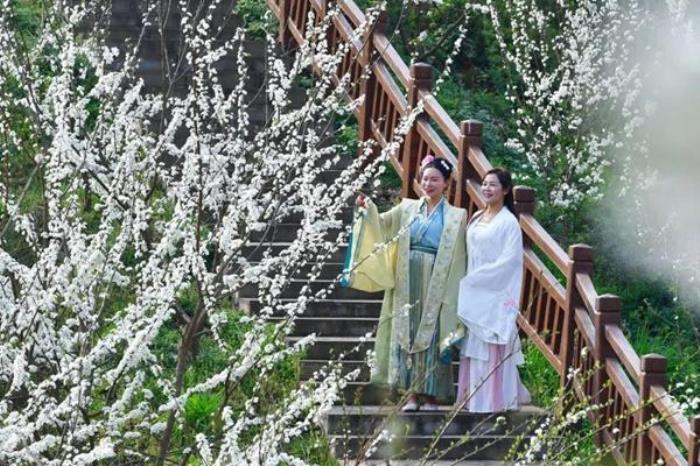 广安有哪些看李花地方推荐 广安有哪些看李花地方推荐