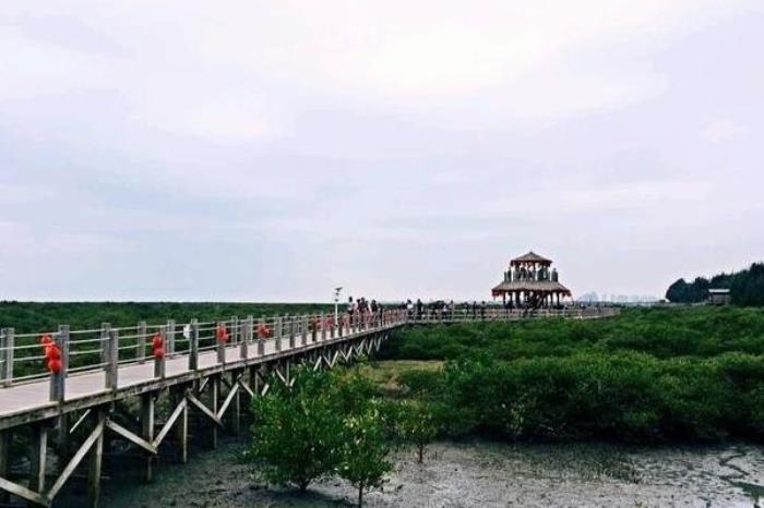 广西红树林在哪个地方 广西红树林在哪个地方