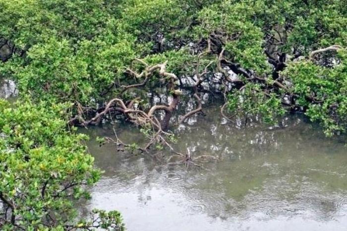 广西红树林在哪个地方 广西红树林在哪个地方