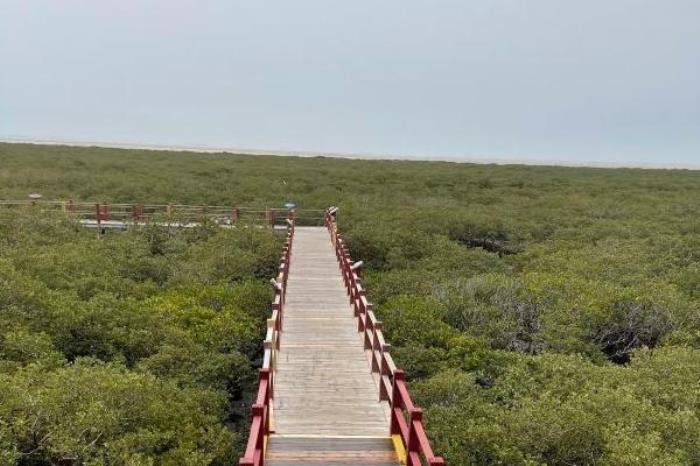 广西红树林在哪个地方 广西红树林在哪个地方