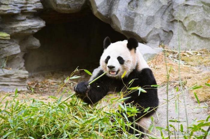成都大熊猫基地攻略 参观路线 成都大熊猫基地攻略 参观路线