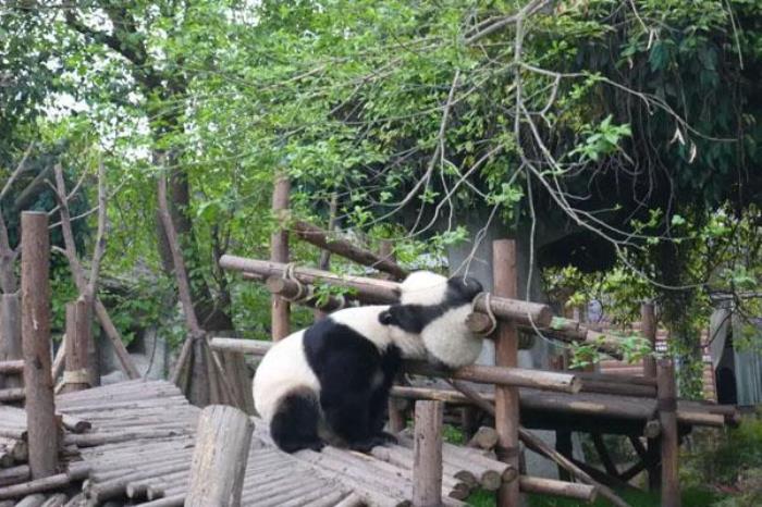 成都大熊猫基地攻略 参观路线 成都大熊猫基地攻略 参观路线