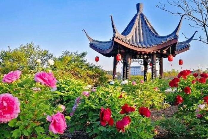 菏泽曹州牡丹园地址 在哪个位置 菏泽曹州牡丹园地址 在哪个位置