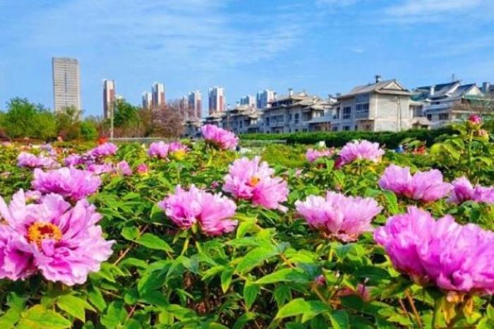 菏泽曹州牡丹园地址 在哪个位置 菏泽曹州牡丹园地址 在哪个位置