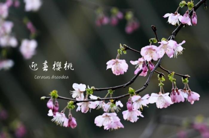 武大樱花有多少品种 武大樱花有多少品种