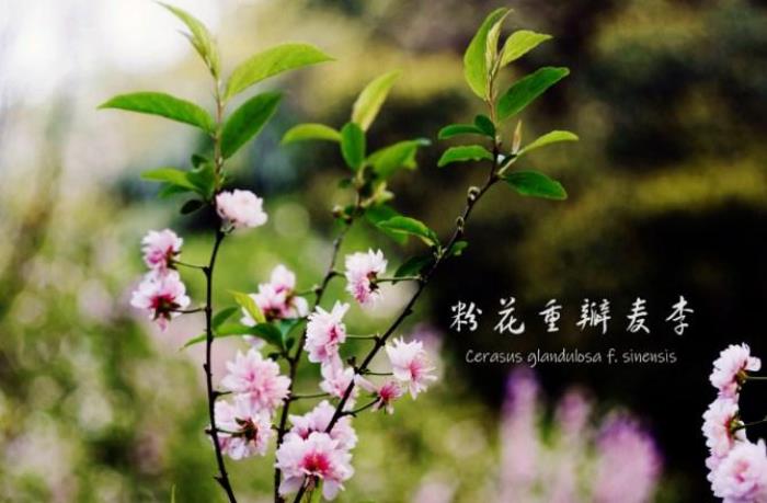 武大樱花有多少品种 武大樱花有多少品种