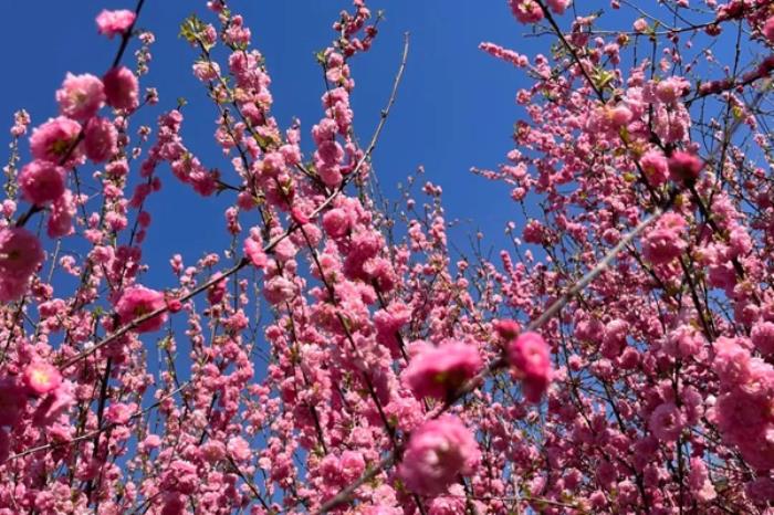 乌兰浩特春季都有哪些花看 乌兰浩特春季都有哪些花看