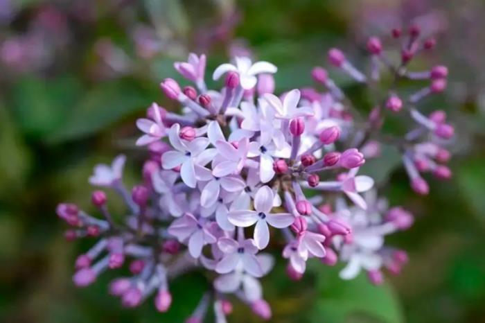 乌兰浩特春季都有哪些花看 乌兰浩特春季都有哪些花看