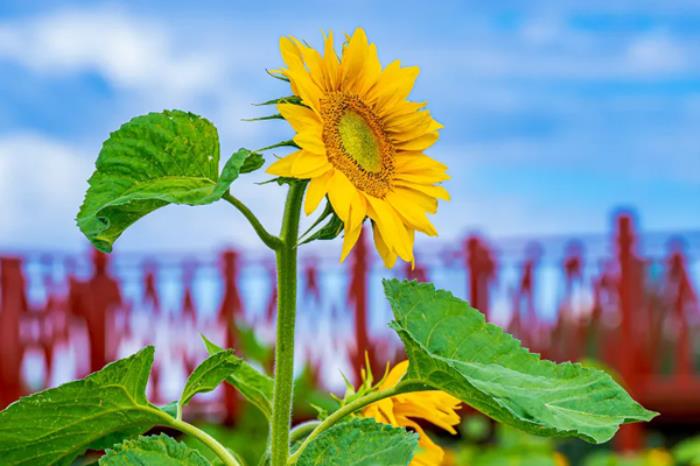 海拉尔春夏时节有哪些赏花的地方和景点推荐 海拉尔春夏时节有哪些赏花的地方和景点推荐