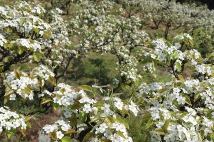 重庆看梨花的地方有哪些 重庆看梨花的地方有哪些