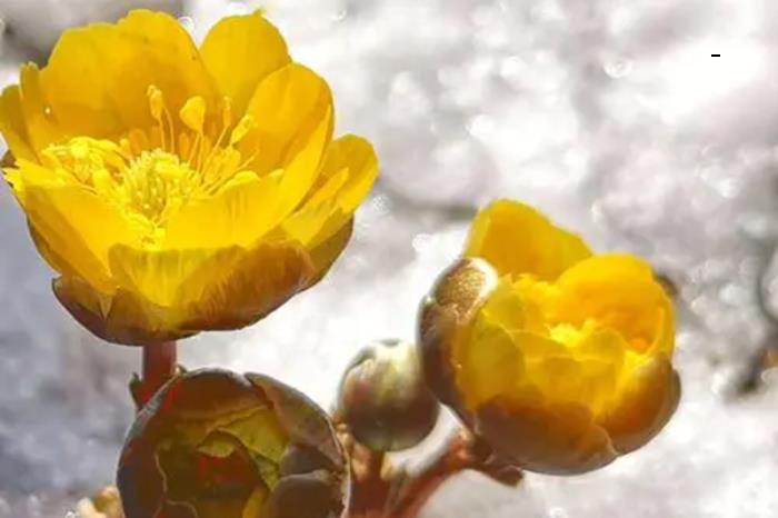 净月潭冰凌花什么时候开 净月潭冰凌花什么时候开