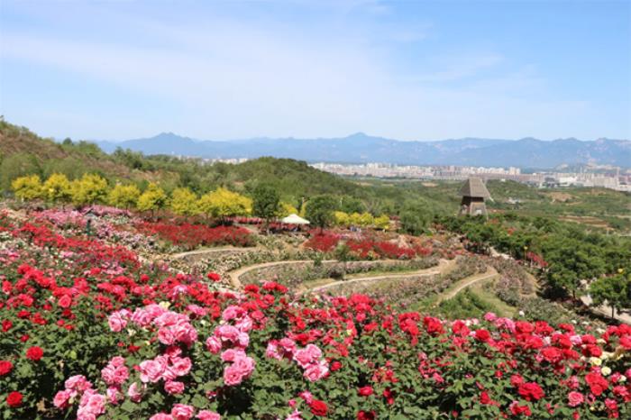 密云春季有哪些踏青赏花的地方 密云春季有哪些踏青赏花的地方