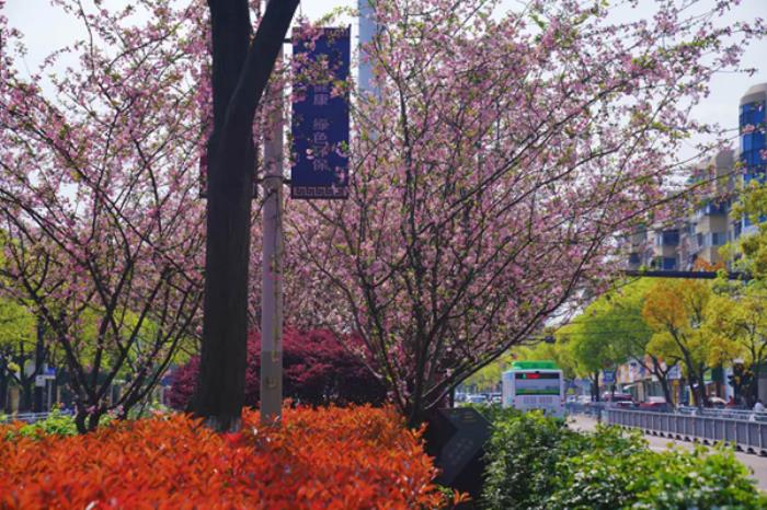 衢州春季市区内有哪些赏花的地方推荐 衢州春季市区内有哪些赏花的地方推荐