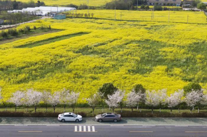 衢州春季市区内有哪些赏花的地方推荐 衢州春季市区内有哪些赏花的地方推荐
