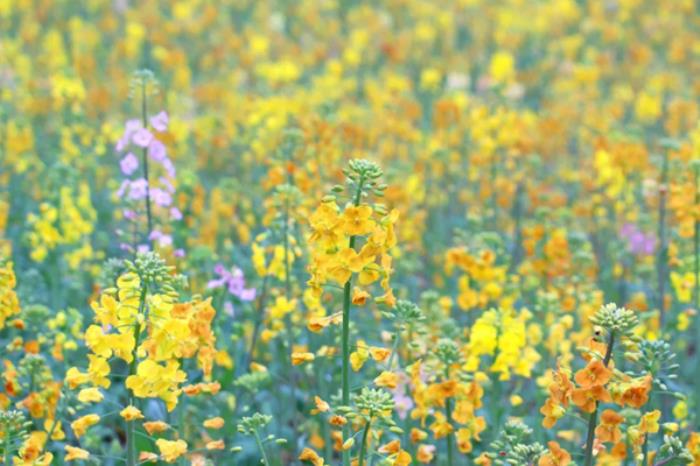 十堰张湾在哪些地方能看油菜花 十堰张湾在哪些地方能看油菜花