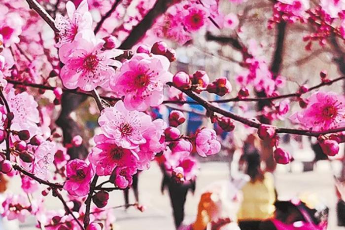 河南春季有哪些赏花的地方推荐 河南春季有哪些赏花的地方推荐