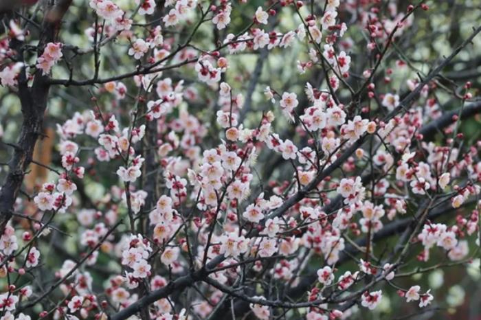 商洛春季有哪些赏花踏青的地方推荐 商洛春季有哪些赏花踏青的地方推荐