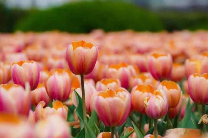 康巴什郁金香在哪看 康巴什郁金香在哪看