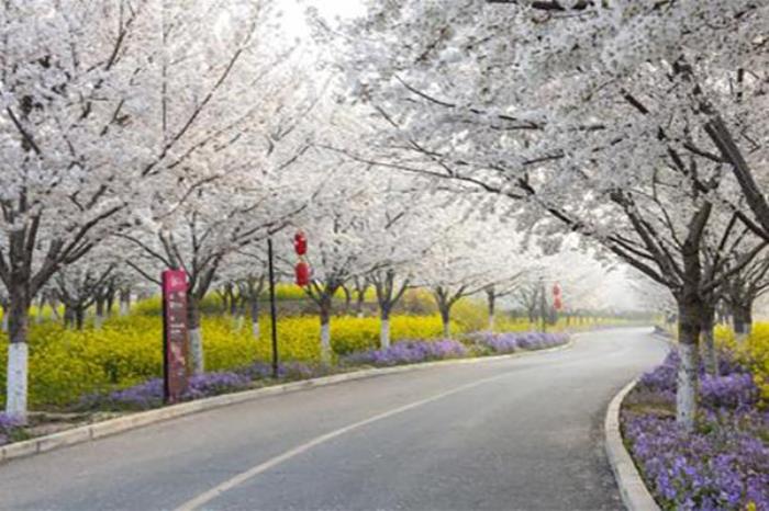 古柏渡丰乐樱花园在哪 附樱花专线 古柏渡丰乐樱花园在哪 附樱花专线