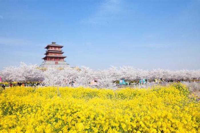 古柏渡丰乐樱花园在哪 附樱花专线 古柏渡丰乐樱花园在哪 附樱花专线