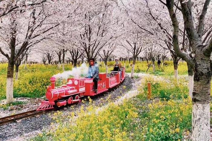 古柏渡丰乐樱花园在哪 附樱花专线 古柏渡丰乐樱花园在哪 附樱花专线
