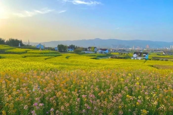汉中有哪些看油菜花的地方推荐 汉中有哪些看油菜花的地方推荐