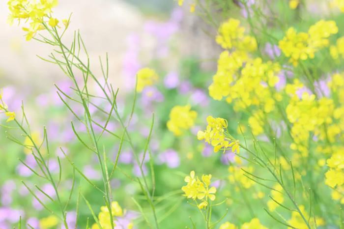 汉中有哪些看油菜花的地方推荐 汉中有哪些看油菜花的地方推荐