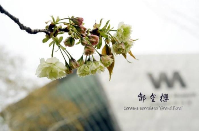 武大樱花有多少品种 武大樱花有多少品种