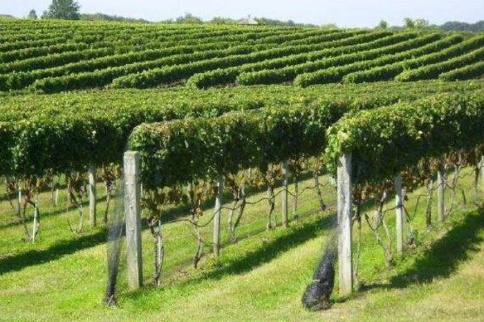 玉泉营葡萄庄园 玉泉营葡萄庄园