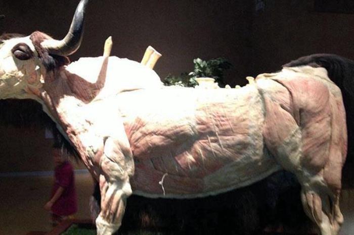 大连生命奥秘博物馆 大连生命奥秘博物馆