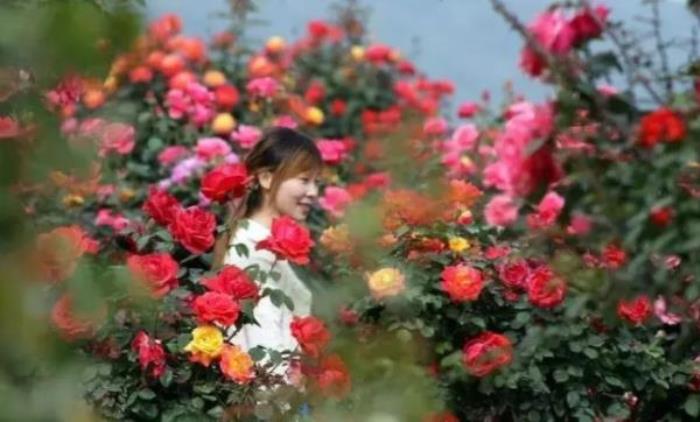 安徽玖玖花海观光园 安徽玖玖花海观光园