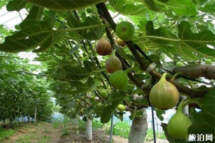 世界无花果博览园 世界无花果博览园