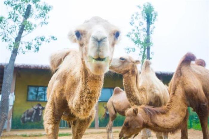 马鞍山大青山野生动物园 马鞍山大青山野生动物园