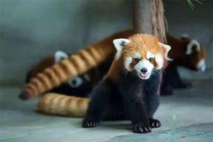 马鞍山大青山野生动物园 马鞍山大青山野生动物园