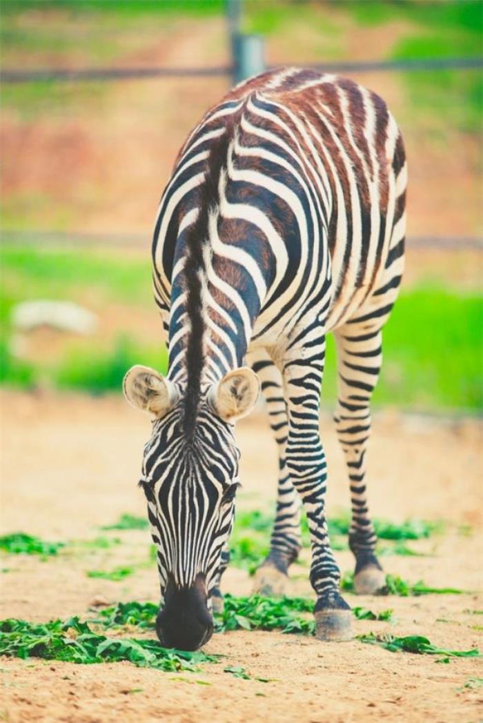 马鞍山大青山野生动物园 马鞍山大青山野生动物园