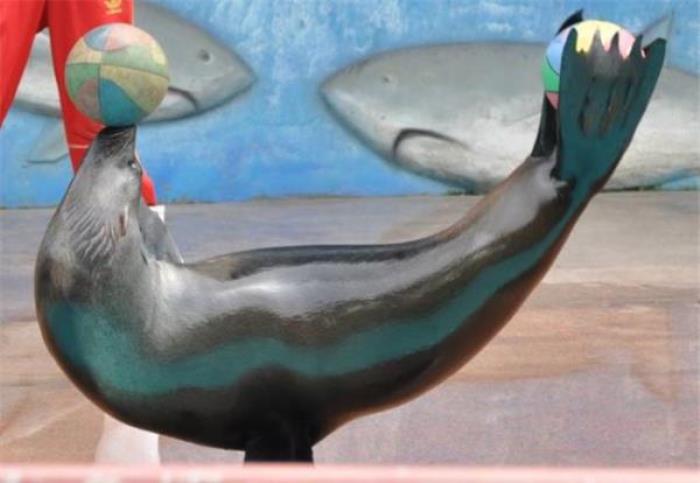 马鞍山大青山野生动物园 马鞍山大青山野生动物园