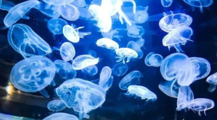 山西海立方海洋公园 山西海立方海洋公园