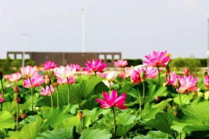 银川龙池 银川龙池