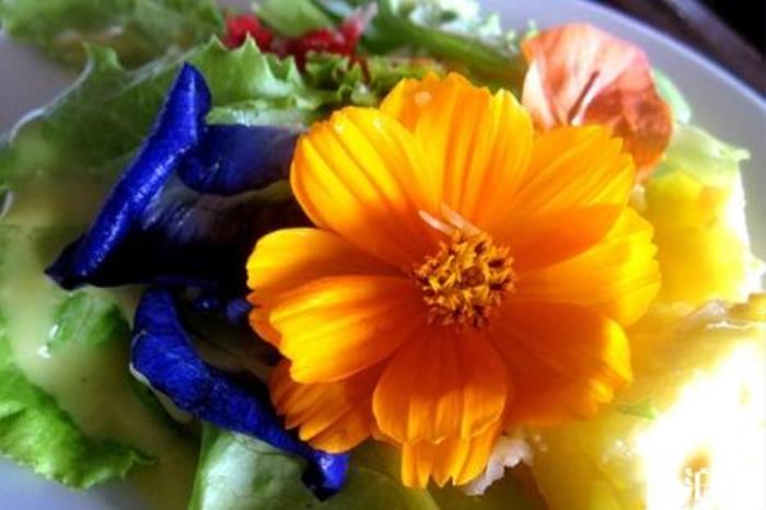 薄荷岛有什么好吃的 薄荷岛美食餐厅推荐 薄荷岛有什么好吃的 薄荷岛美食餐厅推荐