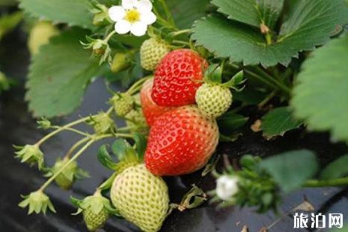 石家庄哪里可以摘草莓 石家庄摘草莓多少钱 石家庄哪里可以摘草莓 石家庄摘草莓多少钱